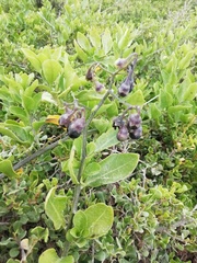 Solanum africanum