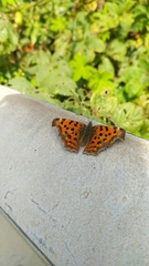 Polygonia c-aureum
