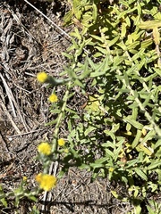 Helichrysum revolutum