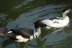 Cairina moschata domestica