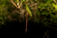 Gynacantha rosenbergi
