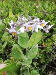 Solanum africanum