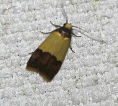 Heteroteucha dichroella