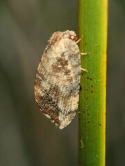 Drepanacra binocula