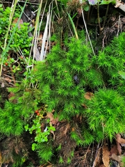 Dendroligotrichum dendroides