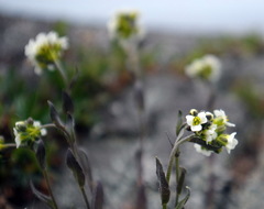 Draba arabisans