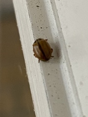 Aphidecta obliterata