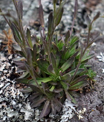 Draba arabisans