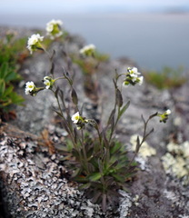 Draba arabisans
