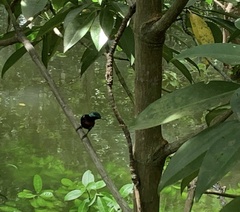 Leptocoma calcostetha