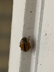 Aphidecta obliterata