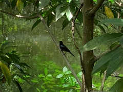 Leptocoma calcostetha