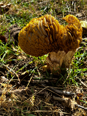 Neolentinus ponderosus