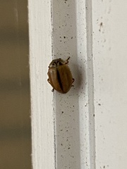 Aphidecta obliterata