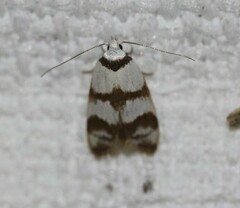 Chezala brachypepla