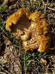 Neolentinus ponderosus