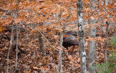 Meleagris gallopavo silvestris