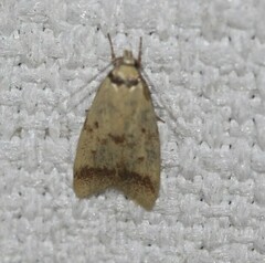 Heteroteucha anthodora