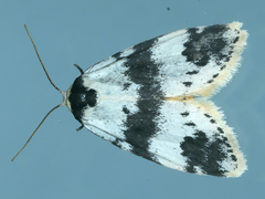 Thallarcha sparsana