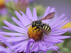 Paranthidium jugatorium