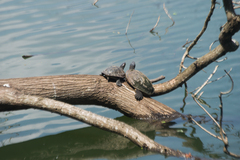 Melanochelys trijuga