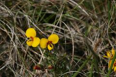 Gompholobium pinnatum