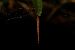 Gynacantha rosenbergi