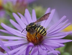 Paranthidium jugatorium