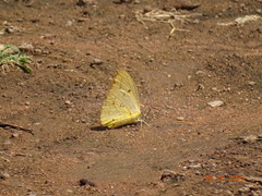 Catopsilia florella