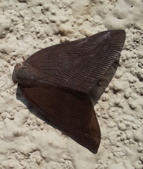 Ricaniidae