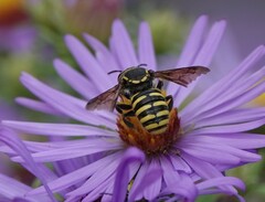 Paranthidium jugatorium