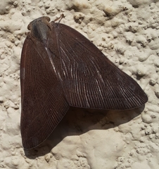 Ricaniidae
