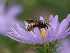 Paranthidium jugatorium