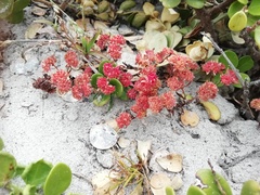 Crassula glomerata