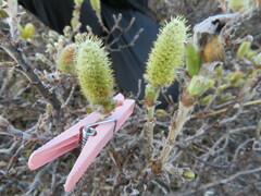 Salix lanata