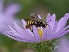 Paranthidium jugatorium