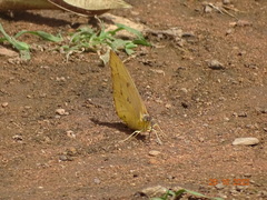 Catopsilia florella