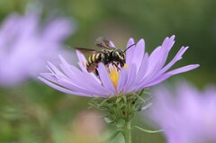 Paranthidium jugatorium