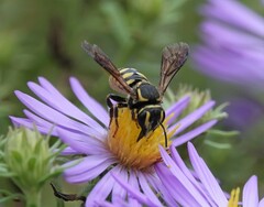 Paranthidium jugatorium