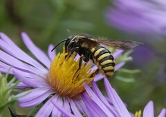 Paranthidium jugatorium