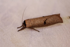 Pilostibes stigmatias