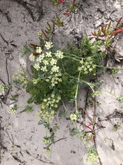 Dasispermum suffruticosum