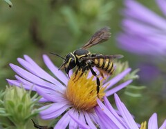 Paranthidium jugatorium
