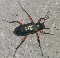 Strongylium erythrocephalum