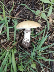 Stropharia coronilla