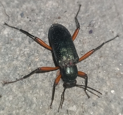 Strongylium erythrocephalum