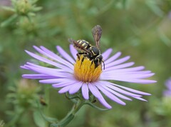 Paranthidium jugatorium