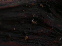 Dicyrtomina