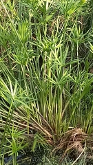 Cyperus compressus