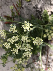 Dasispermum suffruticosum